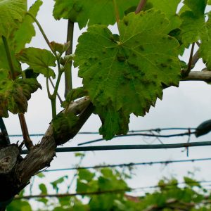 ameaza de mildio a viña da provincia