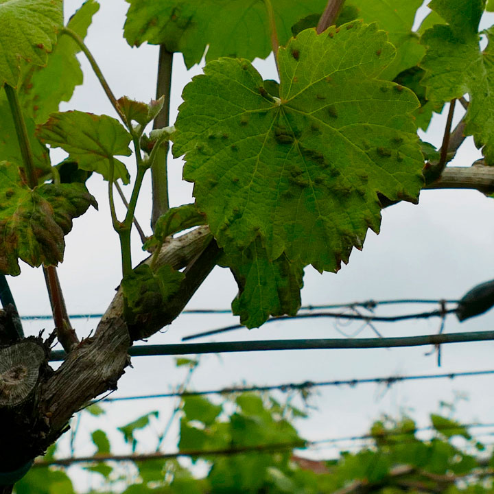 ameaza de mildio a viña da provincia